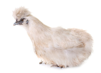 white silkie chicken