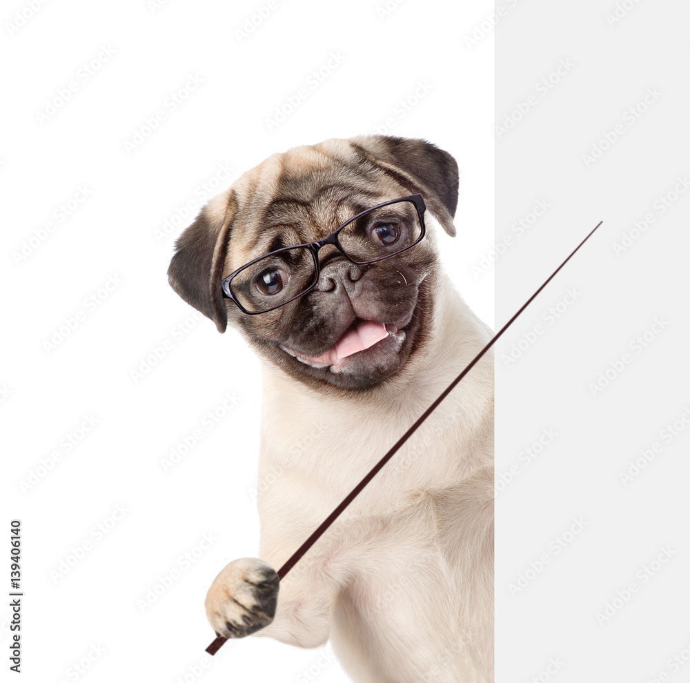 Poster dog wearing glasses holding a pointing stick and points on empty banner. isolated on white backgroun