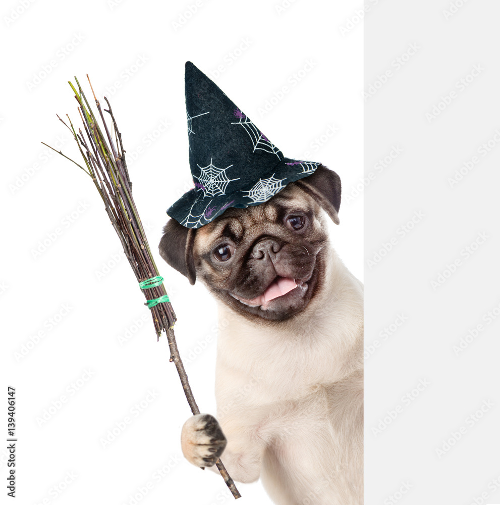 Poster Pug puppy with hat for halloween and with witches broom stick peeking from behind empty board. isolated on white background