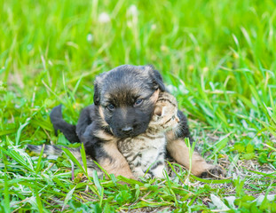 German shepherd puppy embracing tiny kitten on green grass