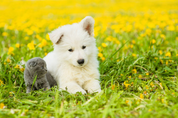 Puppy and kitten on dandelion field