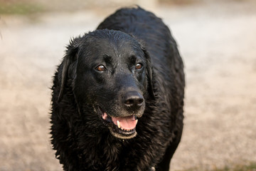 A contented looking black labrador retriever looking to the right of image front on.