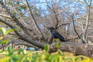 公園のカラス