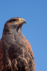 Red-tailed hawk