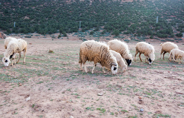 Obraz premium Neglected, dirty sheep grazing in the rocky mountains, Atlas, Morocco