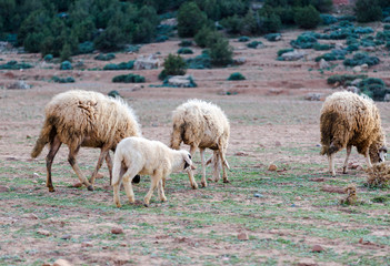 Obraz premium Neglected, dirty sheep grazing in the rocky mountains, Atlas, Morocco