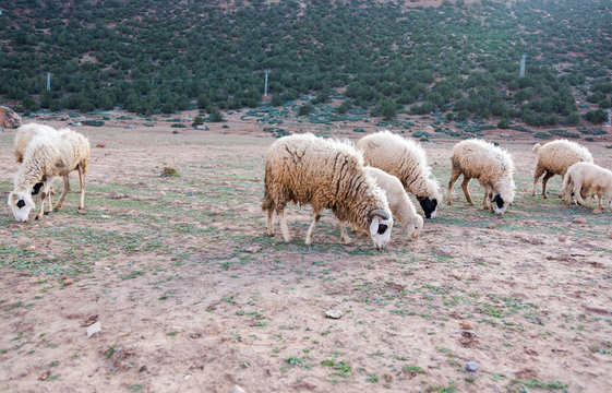 Neglected, dirty sheep grazing in the rocky mountains, Atlas, Morocco