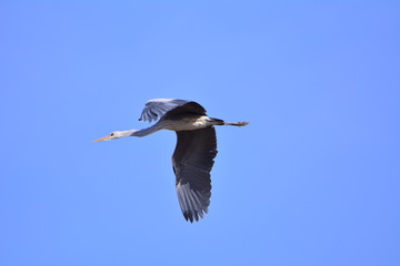  Ardea cineria rectirostris