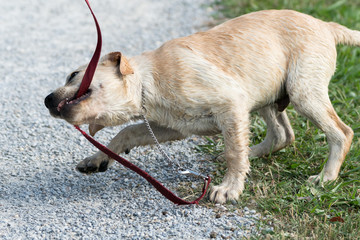 A Labrador Retriever puppy plays with and bites his red leash.