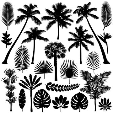 Palm and Tropical Plant Silhouette Set