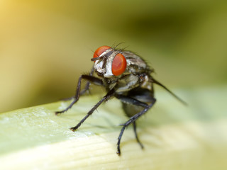House fly