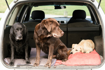 Three Labrador Retriever dogs sit in the back of a car while they all look in different directions.