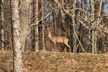 Buck deer with large horn in the woods