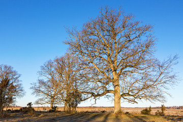 Fototapeta na wymiar Oak tree in a pasture in spring