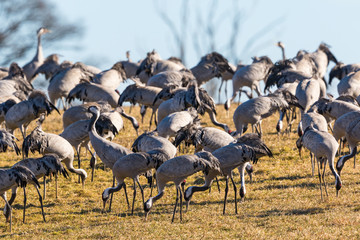 Flock of cranes in the field