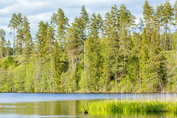 Forest lake landscape with pine forest on the hill