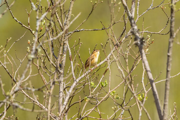 Sedge Warbler sitting on a branch