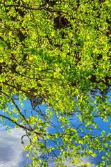 Birch tree branches hanging over the water