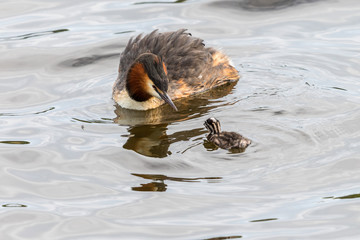 Crested Grebe with her newborn chick in the water