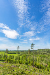 Fototapeta na wymiar View of a clearcut and forest