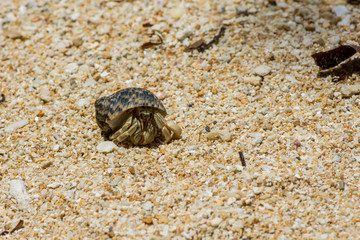 Close up of Hermit crab with beautiful shell on large grain sand beach.