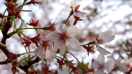 Sakura , Cherry Blossom , in Kyoto , Japan