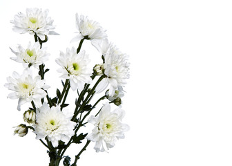 white chrysanthemums closeup