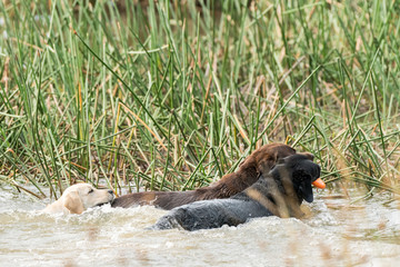 A chocolate and a black Labrador Retriever play together in the water with an orange ring, while a yellow puupy tries to keep up.