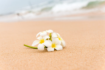 White Plumeria (frangipani) flower on sunny beach sand.