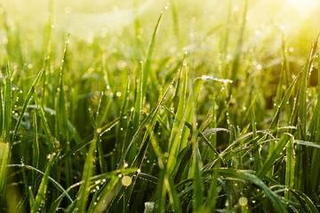 Drop dew and wild grass in the nature.