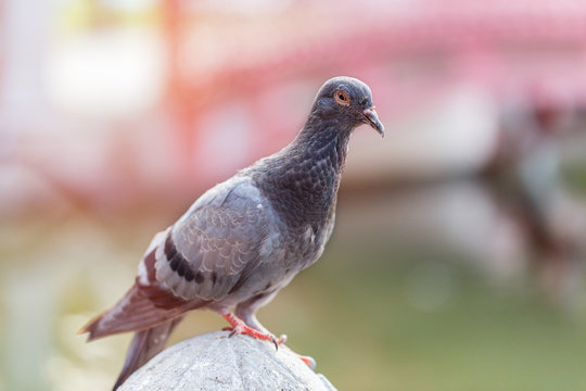 One pigeon on city street in sunny spring day. Very shallow dof.