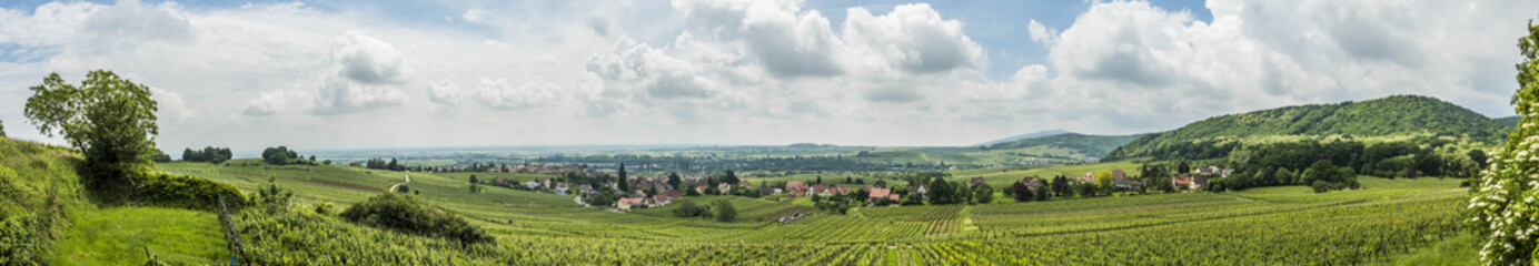 Fototapeta na wymiar vineyard landscape in region Alsace near village of Barr