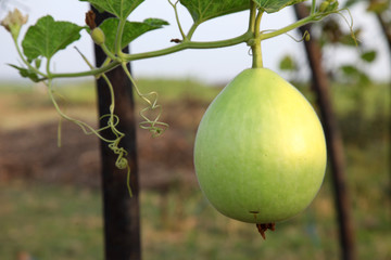 agricultural plantations of gourd fruit