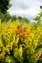 Obraz premium Blossoming summer meadow