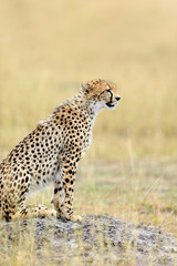 Wild african cheetah