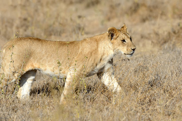 Lion in National park of Kenya