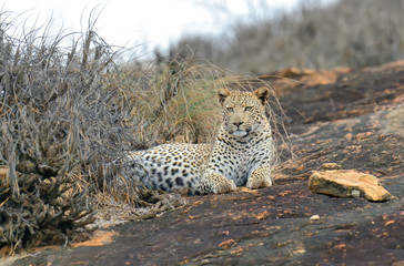 Obraz premium Leopard in National park of Kenya