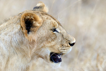 Lion in National park of Kenya