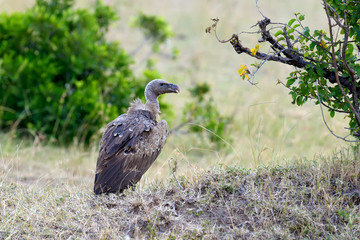 Vulture in Masai Mara National Park