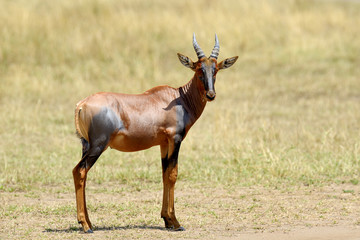 Topi Antelope (Damaliscus lunatus)