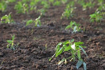 agricultural plantations of Yardlong bean, new planting