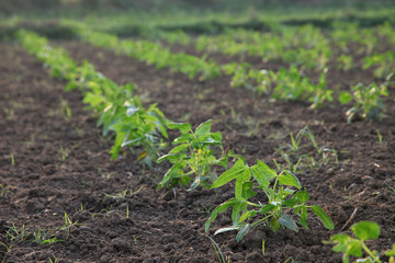 agricultural plantations of Yardlong bean, new planting