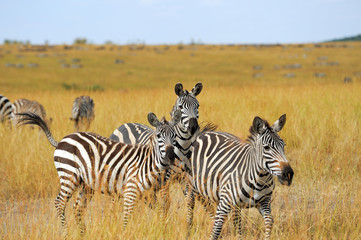 Obraz na płótnie Canvas Zebra on grassland in Africa