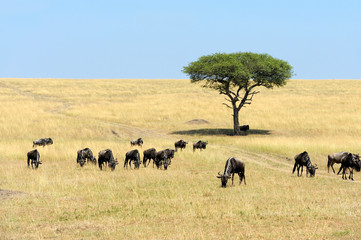 Wildebeest in National park of Africa