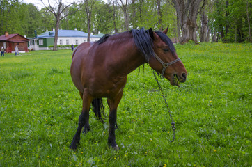 horse on the grass