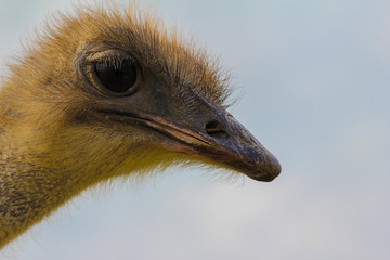 Ostrich