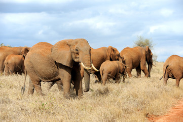 Obraz premium Elephant in National park of Kenya