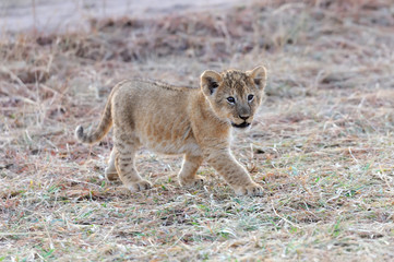 African lion cub
