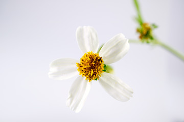 daisy flowers on white background