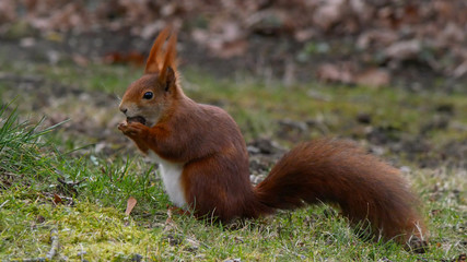 Eichhörnchen mit Nuss